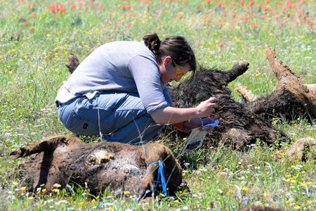 Researchers monitored the decay of feral pig carcasses to understand what happens to ecosystems where many animals have died at once