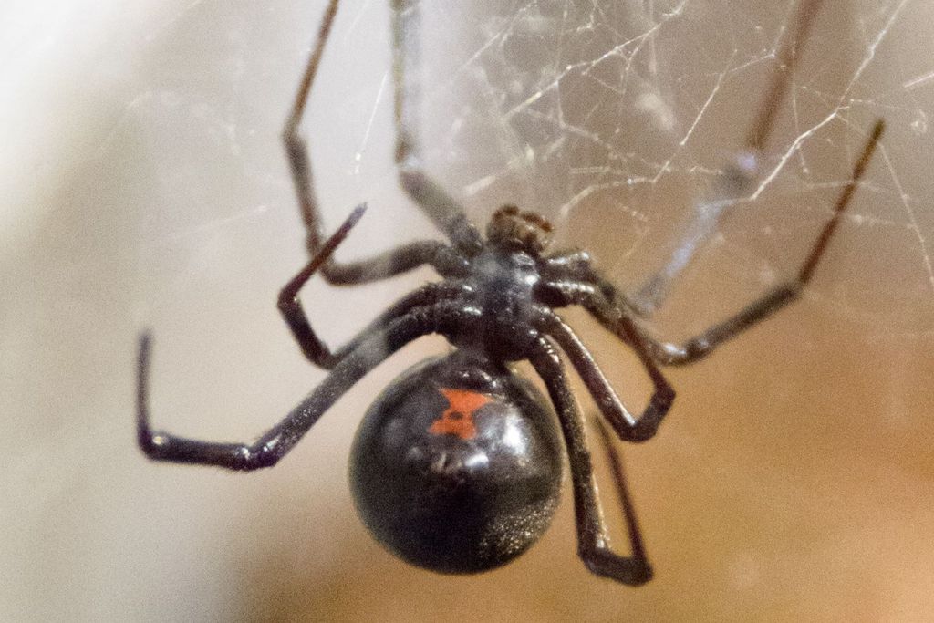 Black widow hanging