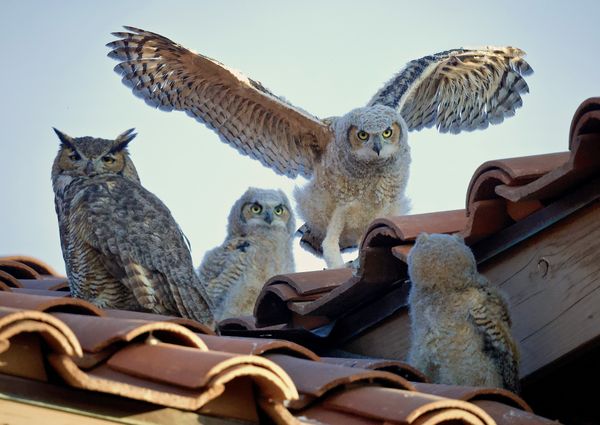 A Showoff in Every Family thumbnail