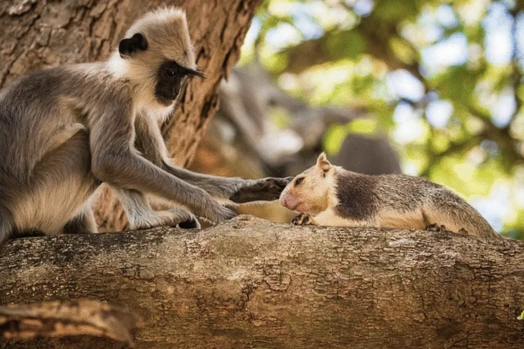 a light-colored monkey with a dark face and ears sits on a branch and strokes the head of a brown and tan squirrel