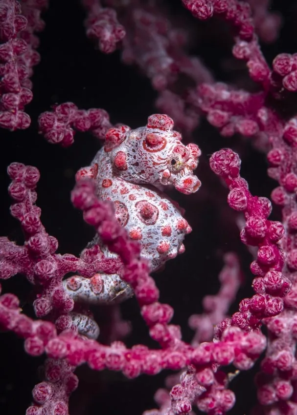 pink bumpy seahorse amid pink bumpy coral