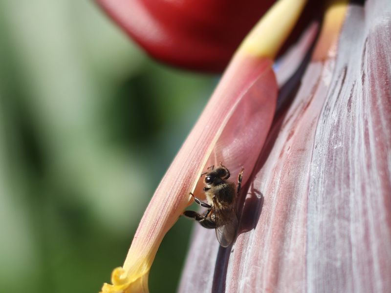 Banana Bee Smithsonian Photo Contest Smithsonian Magazine