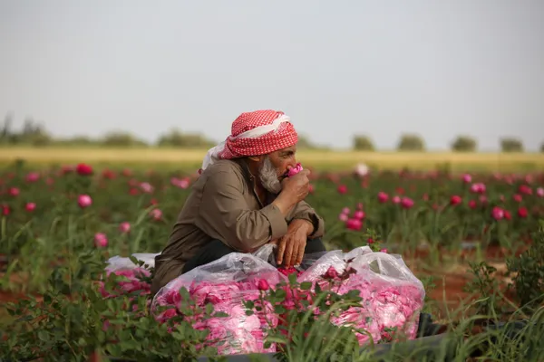 Picking roses thumbnail