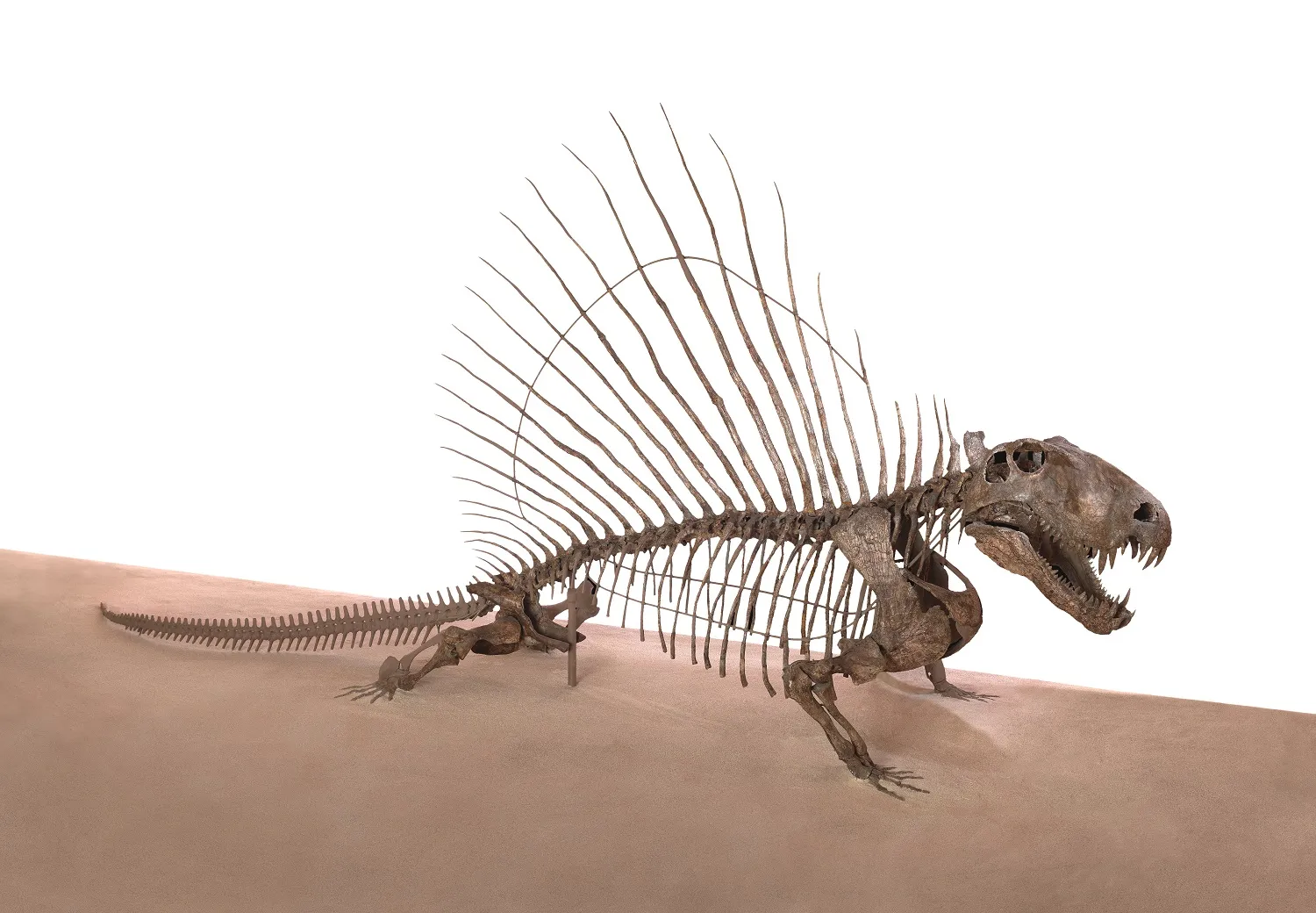 Five Incredible Fossils From Across the World | Smithsonian Voices ...