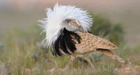 A male houbara bustard displays his feathers to get a female