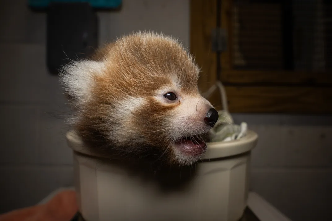 a red panda cub in a small bowl