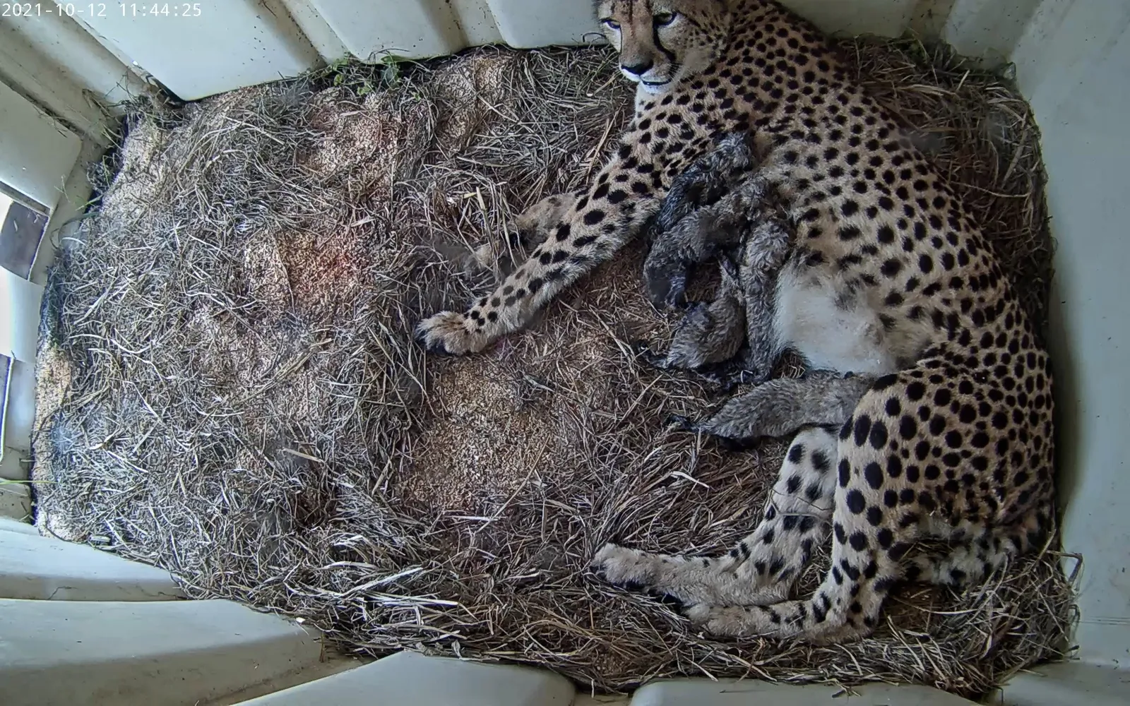 Five Cheetah Cubs Born at Smithsonian Conservation Biology Institute |  Smart News| Smithsonian Magazine