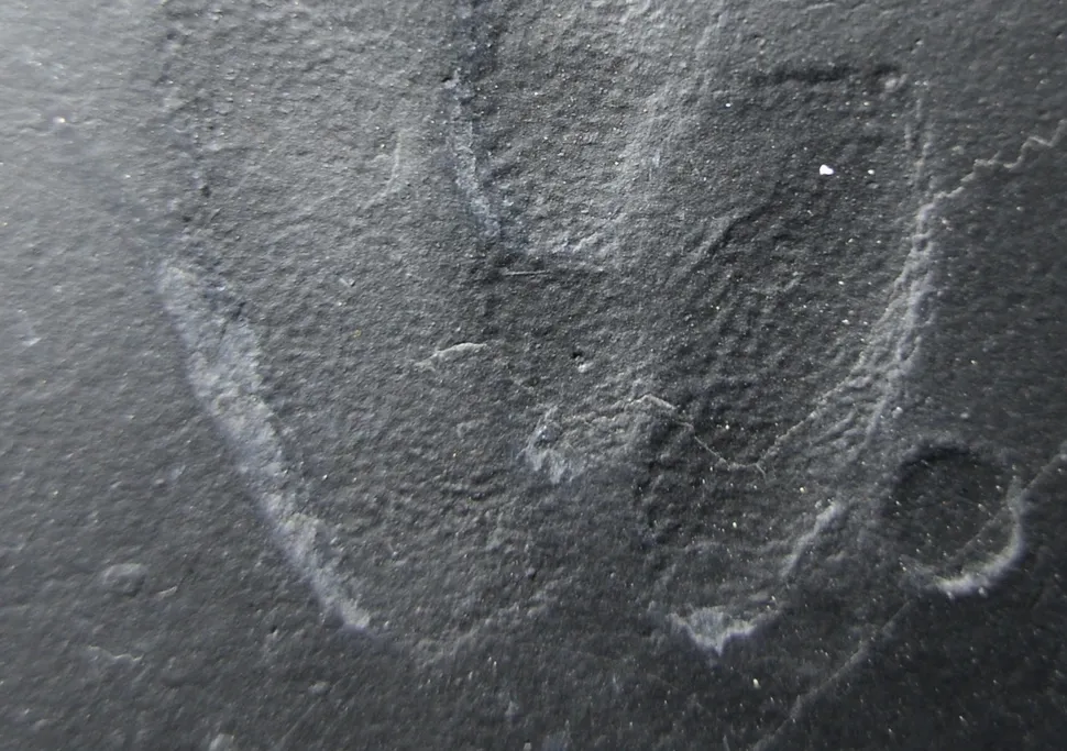 Magazine News| Dinosaur | Preserved\' Smithsonian Found Skin Impressions in Exquisitely Footprints Smart