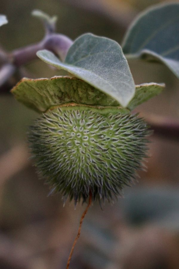 Datura Apple in Spring Green thumbnail