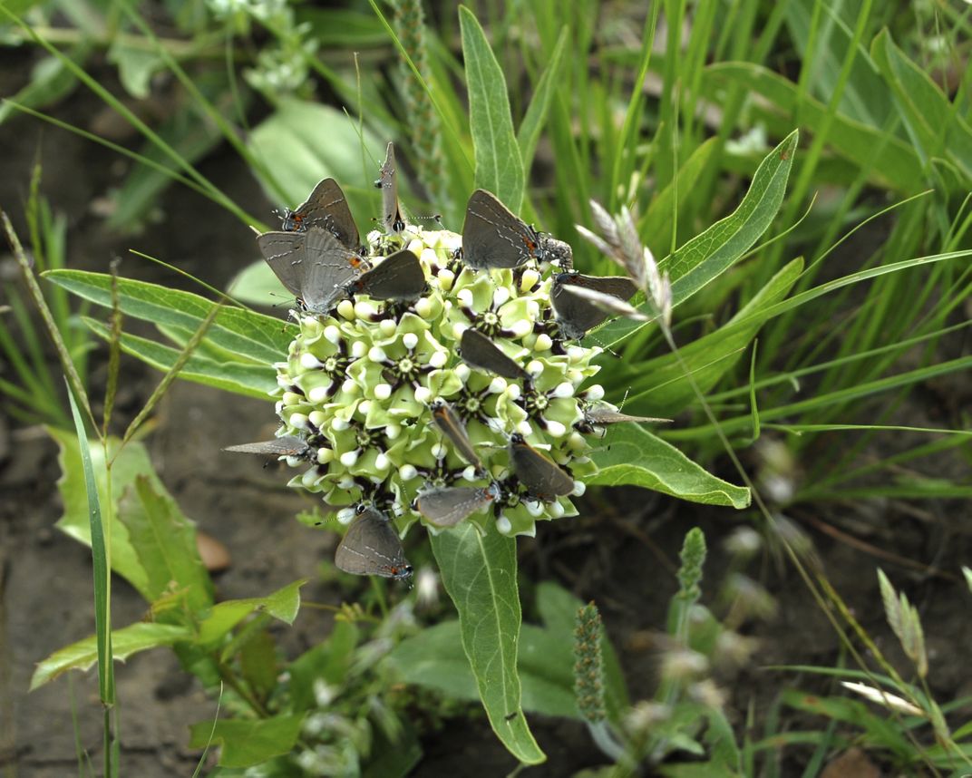 Green milk weed plant. Cotton Square Borer - Gray Hair Streak Butterfly ...