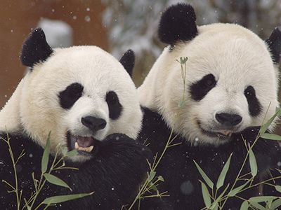 The National Zoo's two giant pandas don't know how to mate with each other. But thanks to artificial insemination Mei Xiang (L) and Tian Tian (R) have produced two cubs, and a third may be on the way. Photo courtesy of the National Zoo