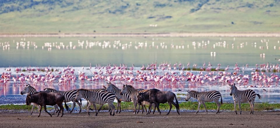  Wildlife at Ngorongoro Crater 