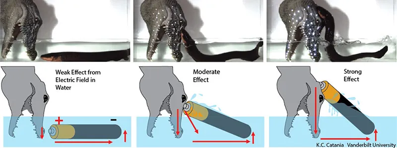 Science Proves Electric Eels Can Leap From Water to Attack