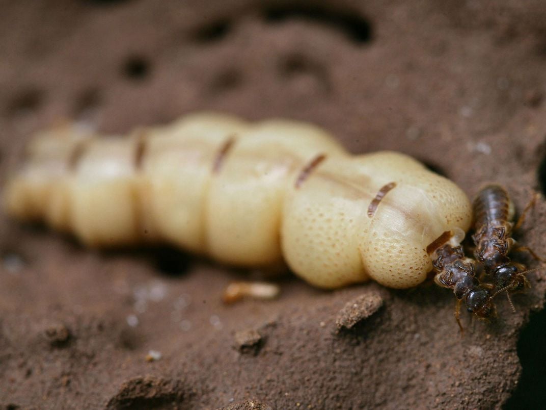 Termite Queen and King