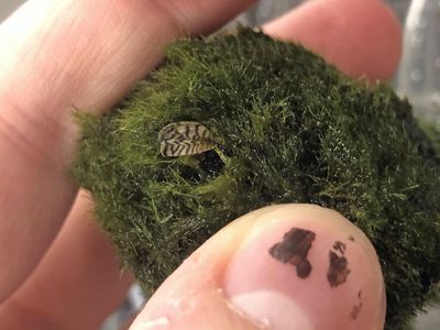 A tiny, invasive zebra mussel found on a moss ball sold as aquarium decor in a pet store. Officials say moss balls containing the invasive species have been reported in pet stores in at least 21 states.
