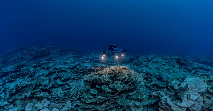Scuba divers swim above the reef