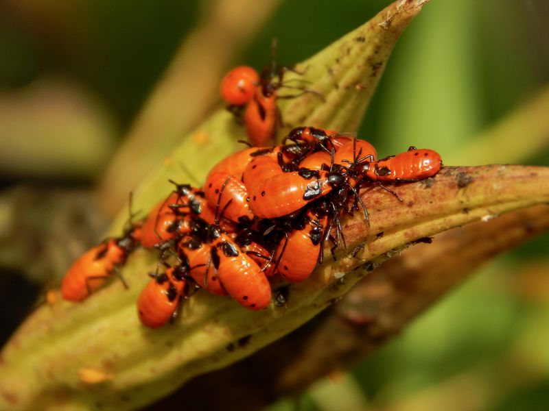 Milkweed bugs. | Smithsonian Photo Contest | Smithsonian Magazine