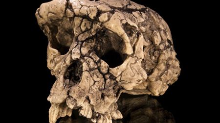 The skull of Sahelanthropus. What does its body look like?