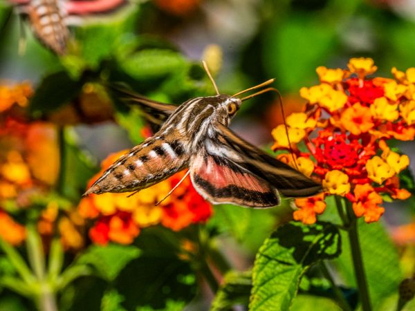 Hummingbird Moth in Loreto thumbnail