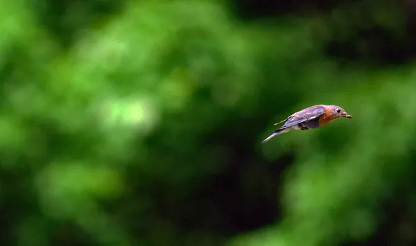 Little Bird, Big Woods thumbnail