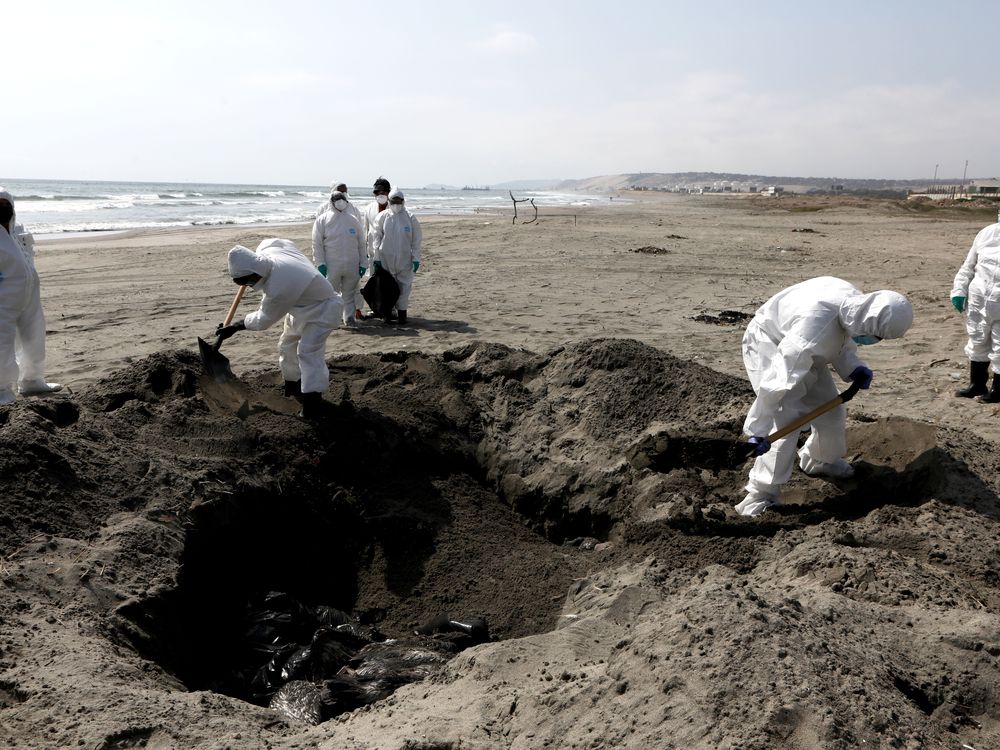 People in protective gear bury dead pelicans on a beach