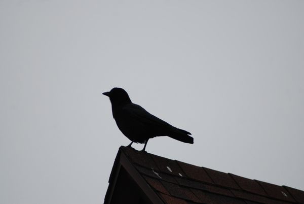 Bird on a Roof thumbnail