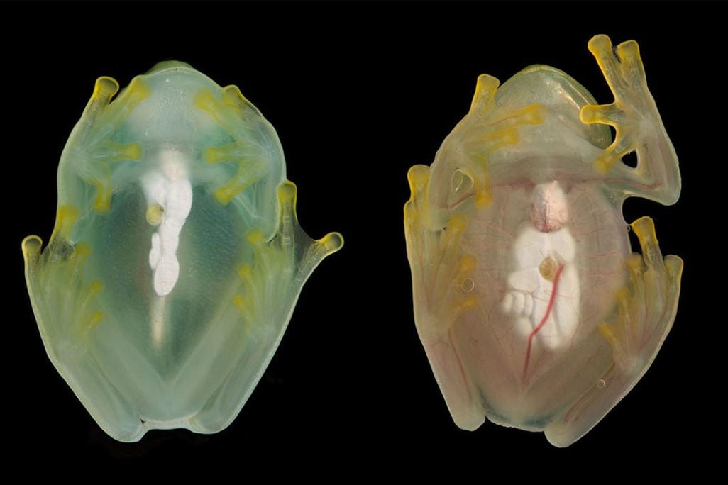 A transparent frog on the left. On the right, a frog with blood visible