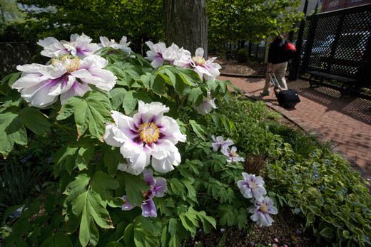 A tree peony blooms in the Mary Ripley Garden