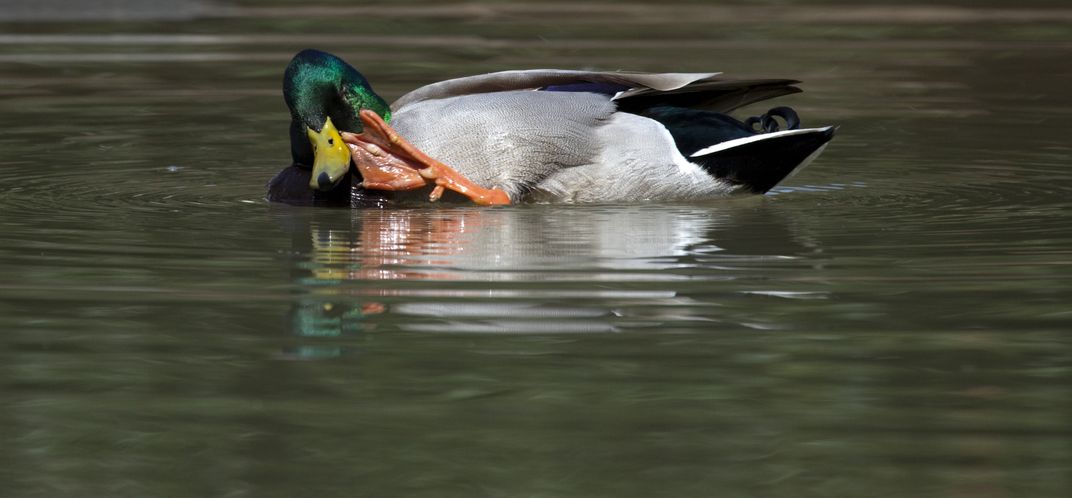 Bathing Duck | Smithsonian Photo Contest | Smithsonian Magazine