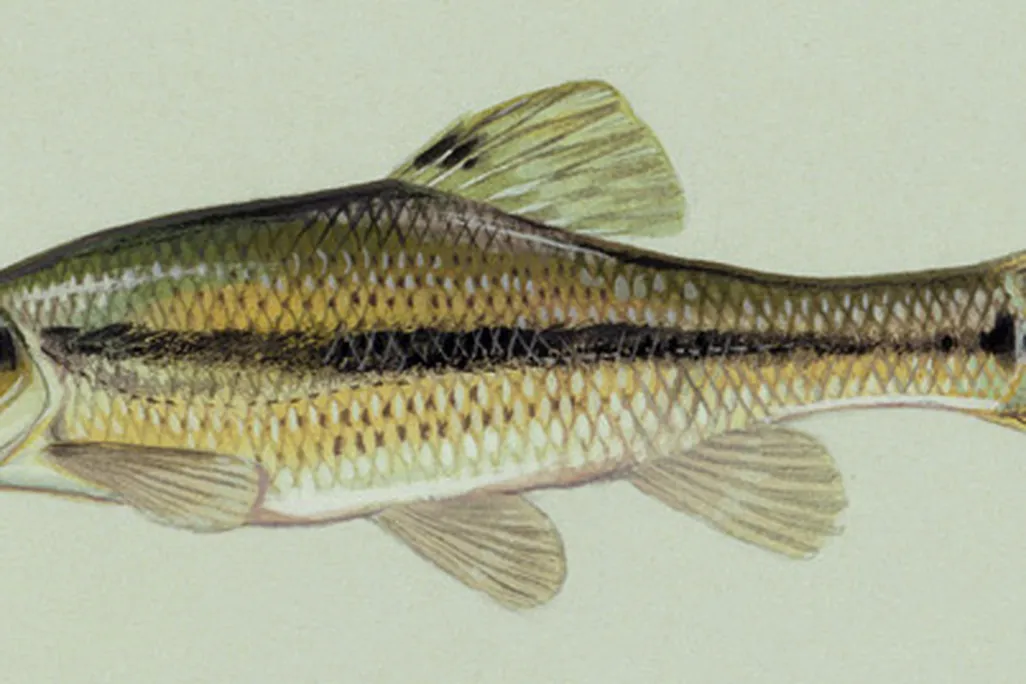 20121120074016flathead.jpg