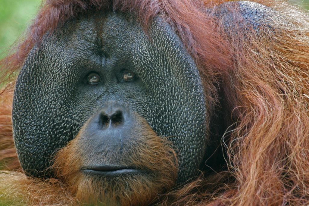 Orangutan