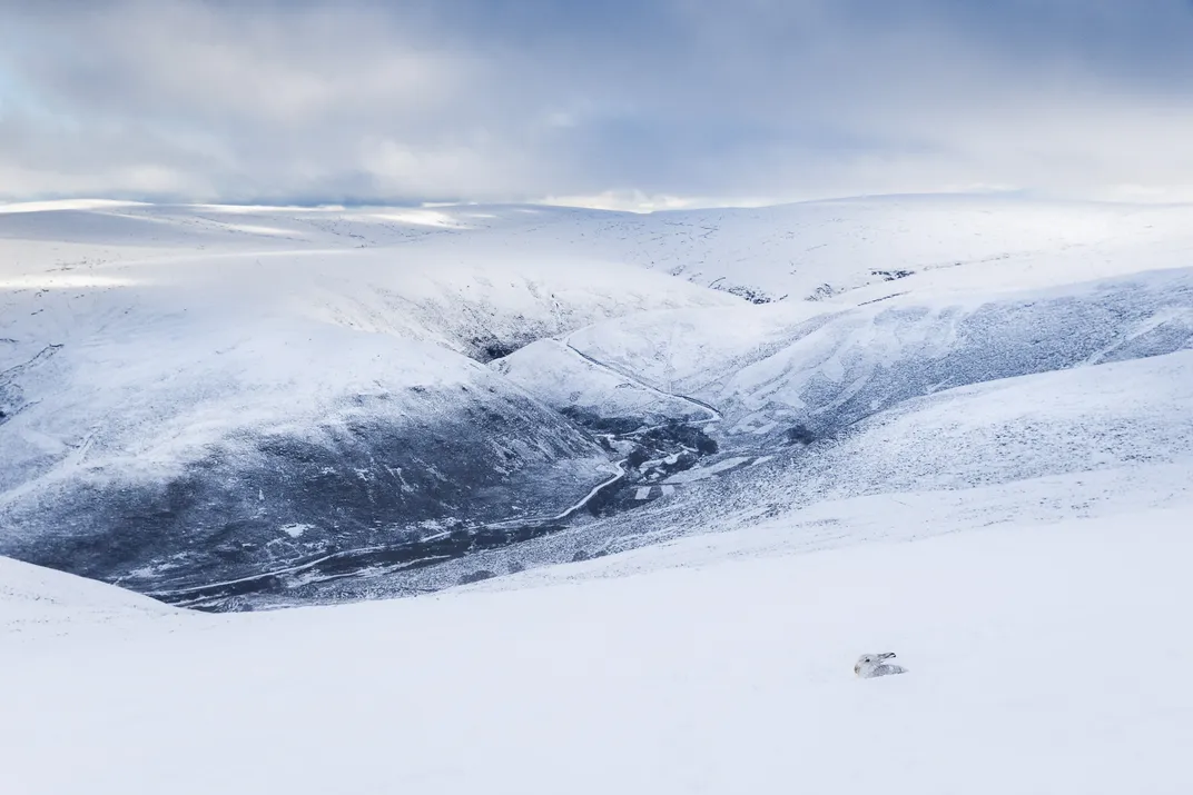 a wide view of a snowy, mountain landscape. In the foreground, a white hare's head sticks out from behind a pile of snow