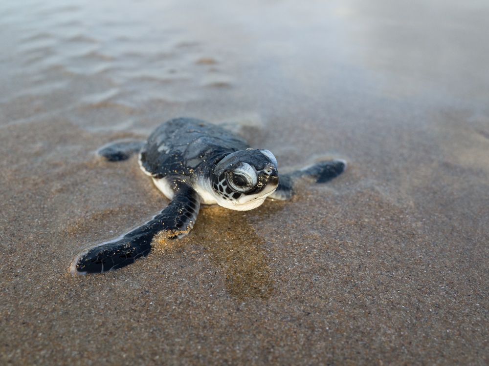 Turtle Hatchling