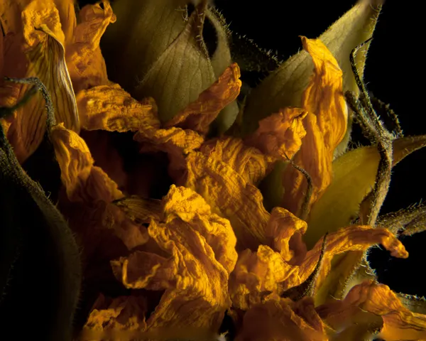 Dried Sunflower Abstract thumbnail