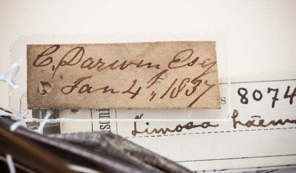 NMNH-2008-19316_DarwinGodwit-000002.jpg