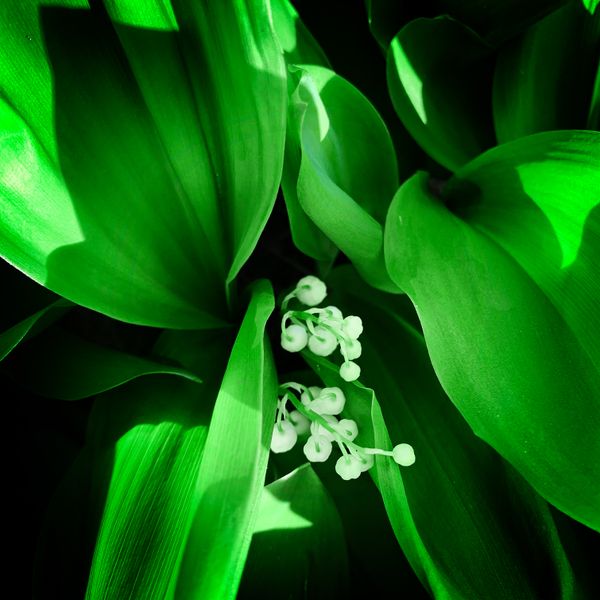 LILY OF THE VALLEY thumbnail