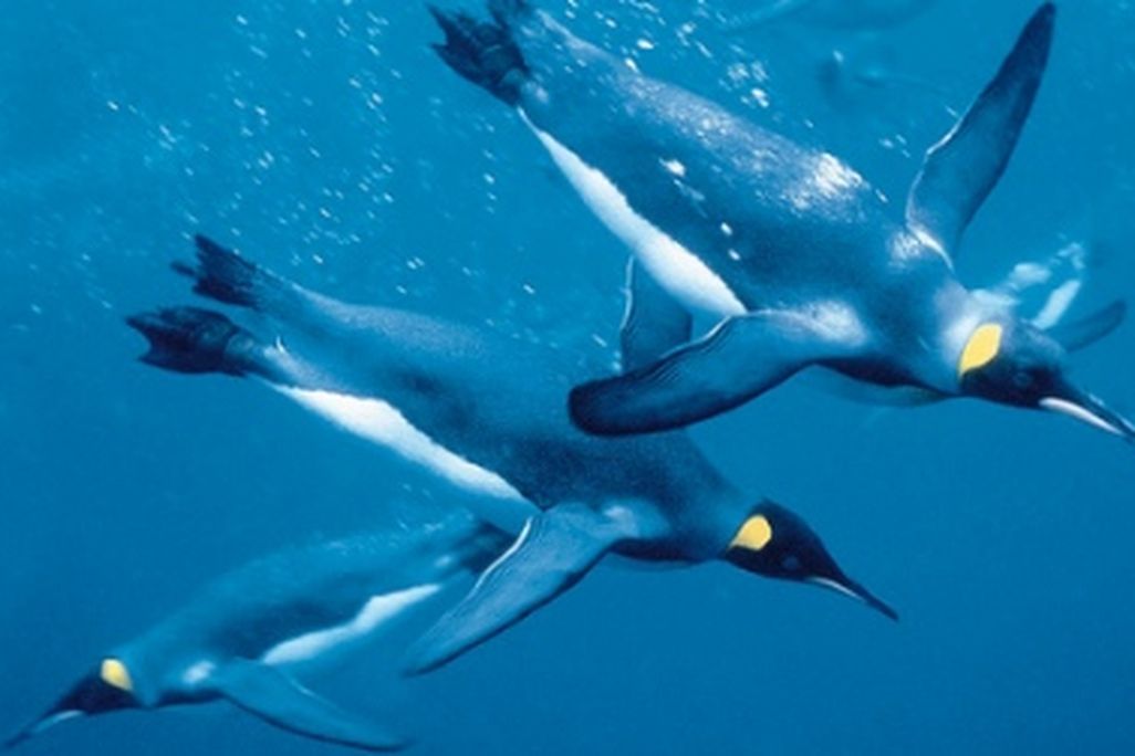 Emperor penguins swimming