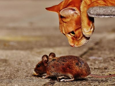 For decades, researchers have known that mice infected with the parasite Toxoplasma gondii lose their fear of cats. But there may be more to the story.