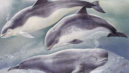 For Good or Ill, Porpoises Avoid Tidal Power Turbines