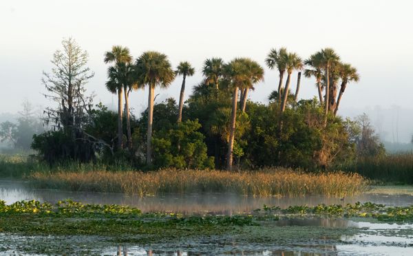 Foggy Island thumbnail