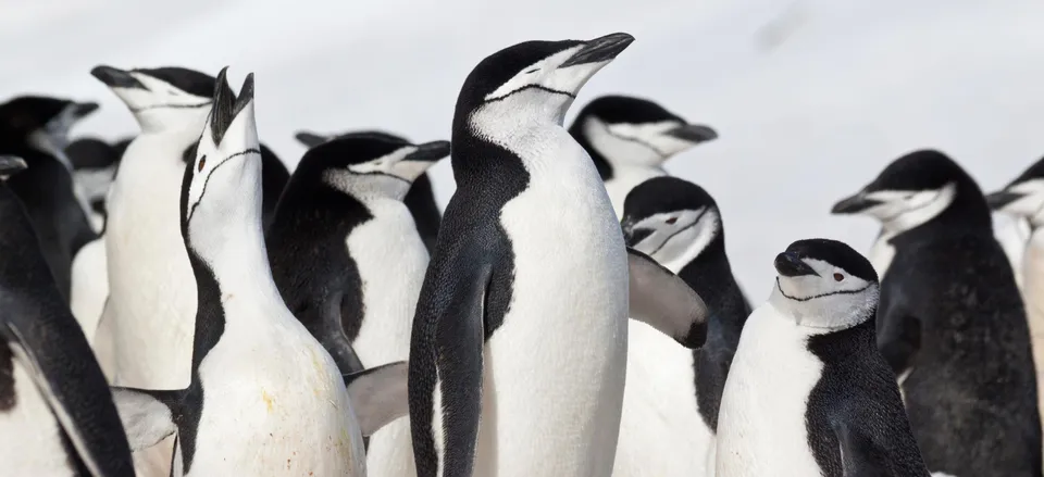  Chinstrap penguins  