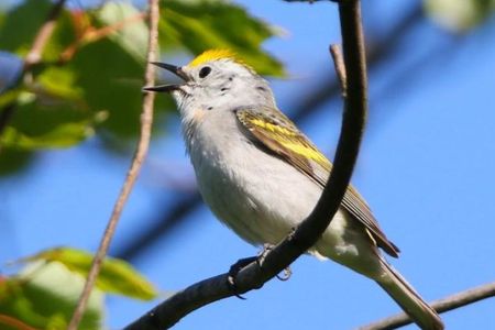 Burket's warbler