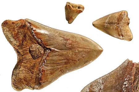 The widening of the canal has exposed a trove of fossils, including megalodon teeth.