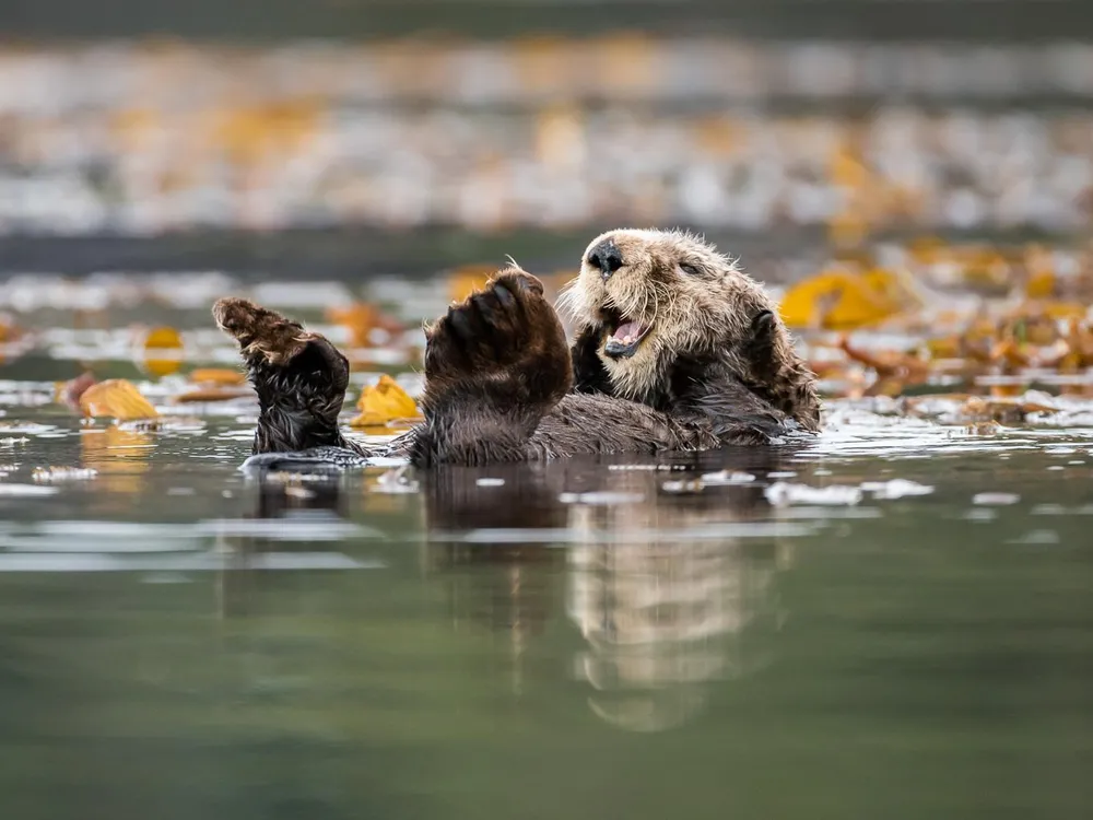 Bringing Back Sea Otters Benefits People, Too | Science| Smithsonian  Magazine