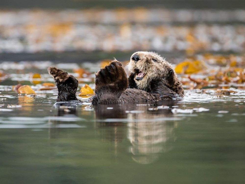 Sea Otter