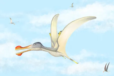 This illustration is an artist's interpretation of what a toothed pterosaur may have looked like 100 million years ago.