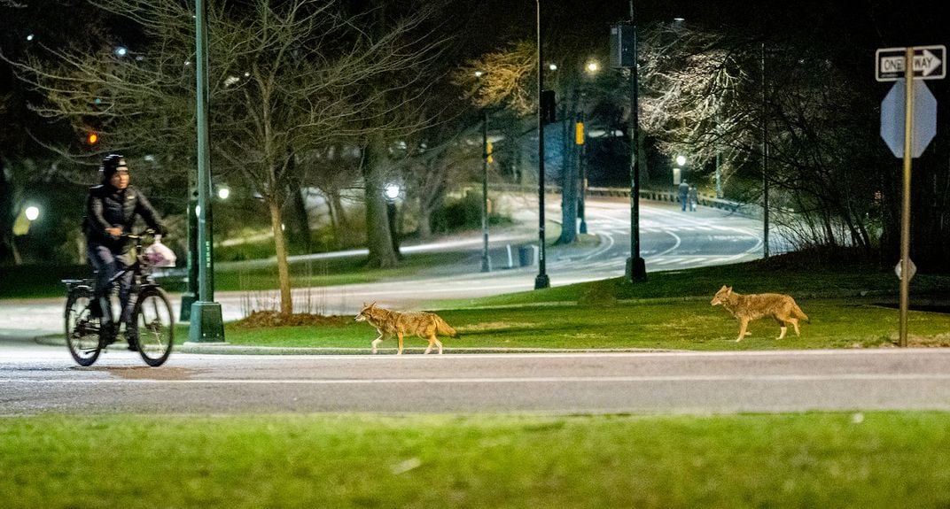 Coyotes Romeo and Juliet on East Drive