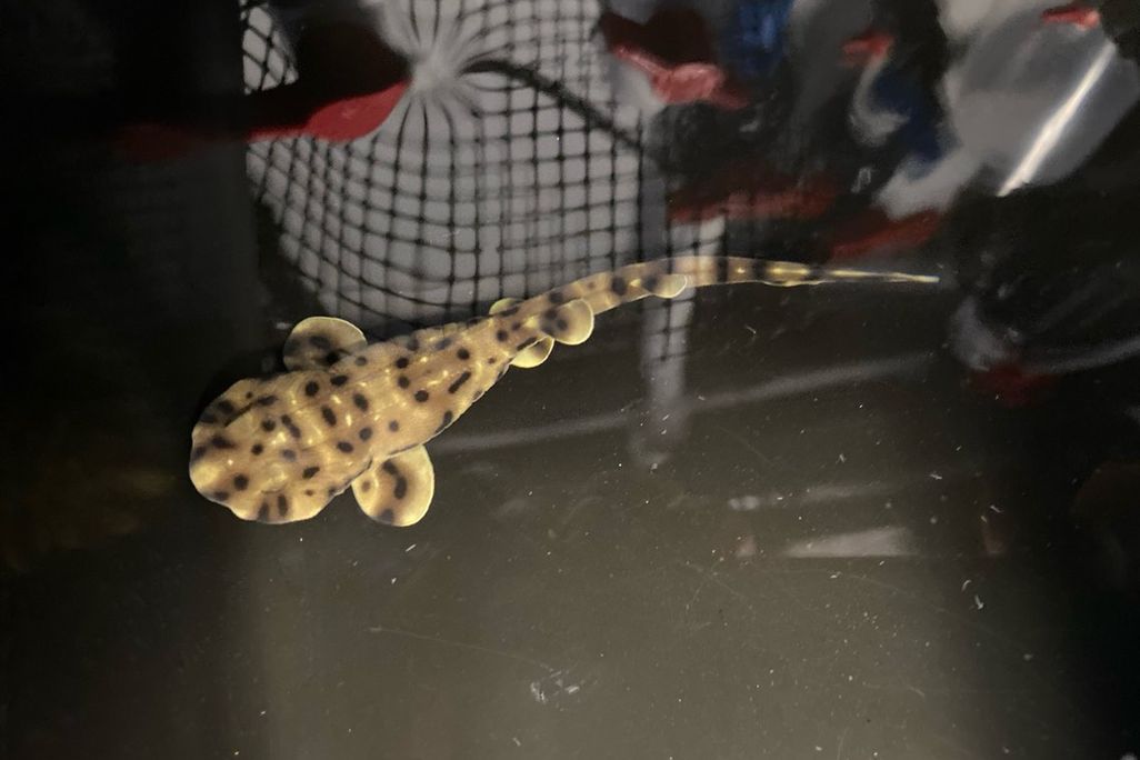 small shark with brown spots