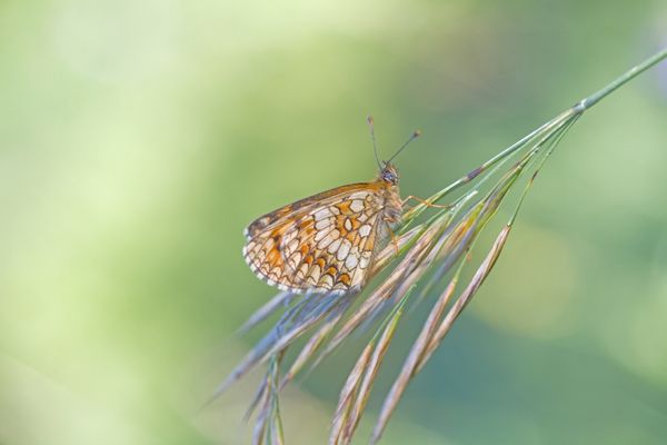 Heath Fritillary, Melitaea athalia thumbnail