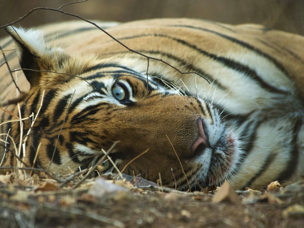 EYE TO EYE WITH A BENGAL TIGER | Smithsonian Photo Contest ...